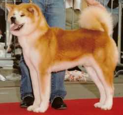 FR/INT'L CH Masamune Go Kouyazan Miyauchisou