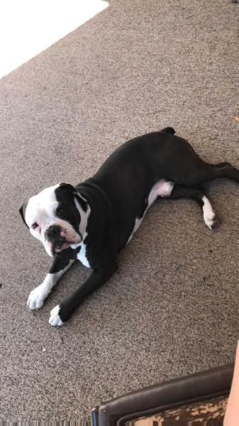 Anarchy's Mordecai H.O.F