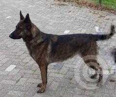 Sam (Dhr. B. Jansen, Balgoij)