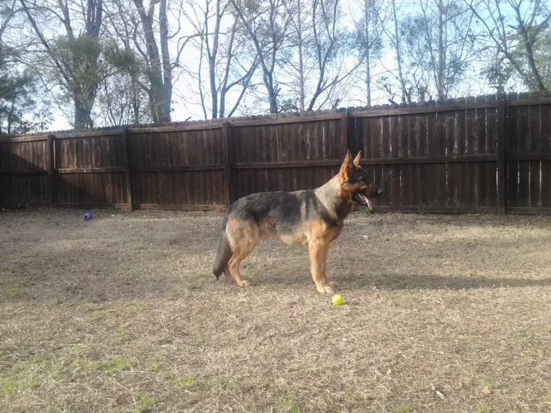 VP 1 SV Puppy Show Athos von der deutschen Einheit