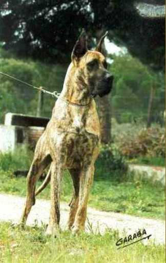 Issima de la Pierre du Roy