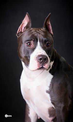 RU CH, JCH STELLAR VEY DEL CAMPO FOR VLADLIDER