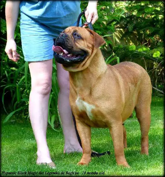 HYPNOTIC BLACK MAGIC DES LEGENDES DE BAGH'YA