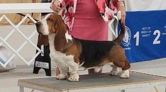 GCH CH Baltik Show Maximus of the Ozark
