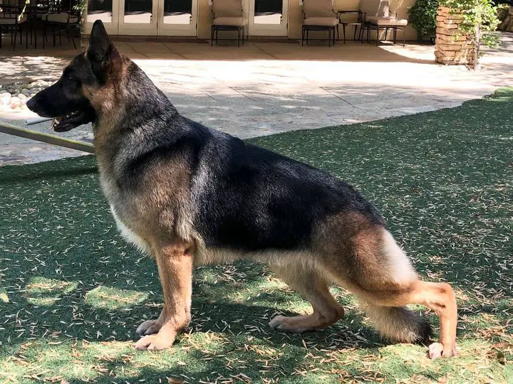 AOE PAM SEL EX Am Ch Woodsides Once Upon A Time