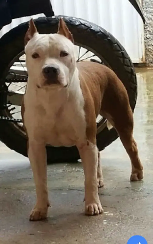 White Head do American Argus