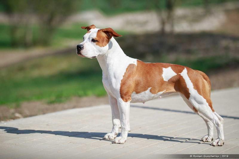 JunCh RUS, EST; Ch RUS, Lt, S, EST, FIN, BLR Severnaya Zhemchuzhina HANNA MONTANA