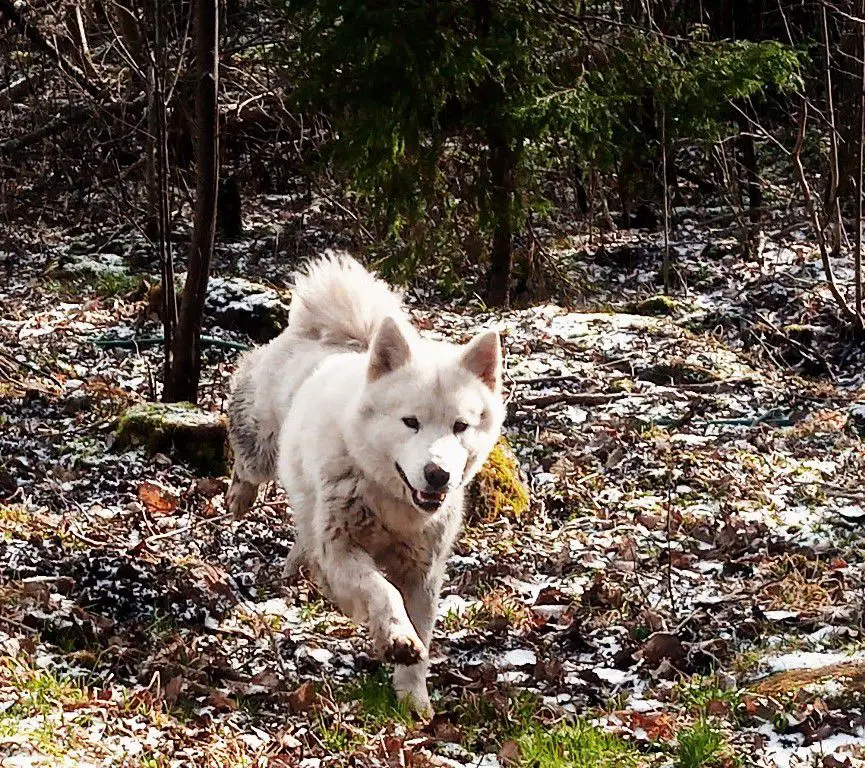 Aramonta SVII Daragars