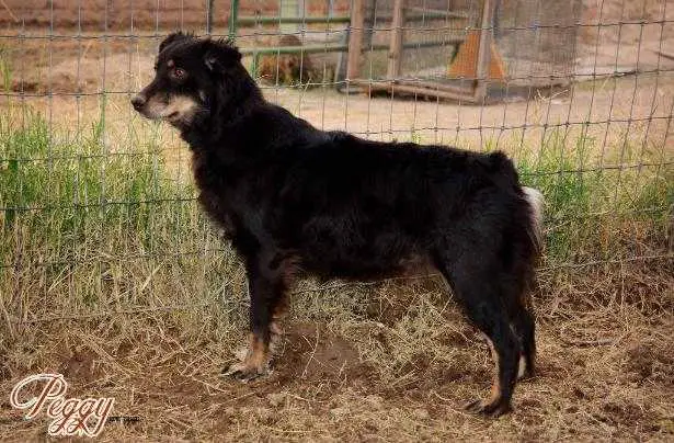 FAIROAKS PEGGY SUE