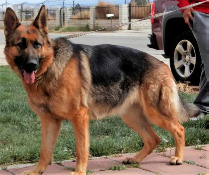 Redwood Run's Fuli Vom Haus Drage