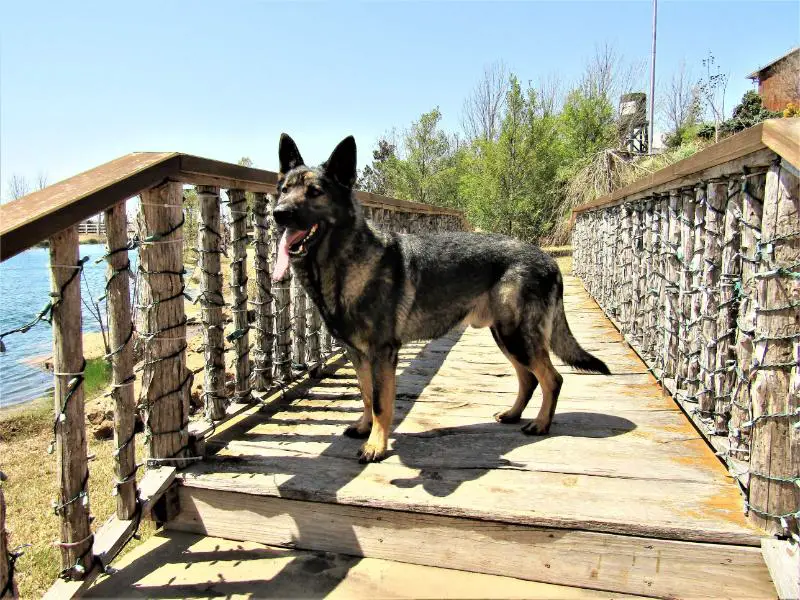 MALIK AND THE BRIGADE