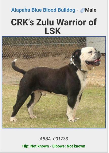 Crk's zulu the warrior