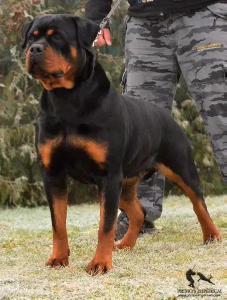 AXA Majestic Rott