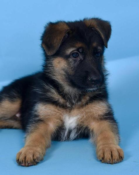 Klassic von der RNR Ranch