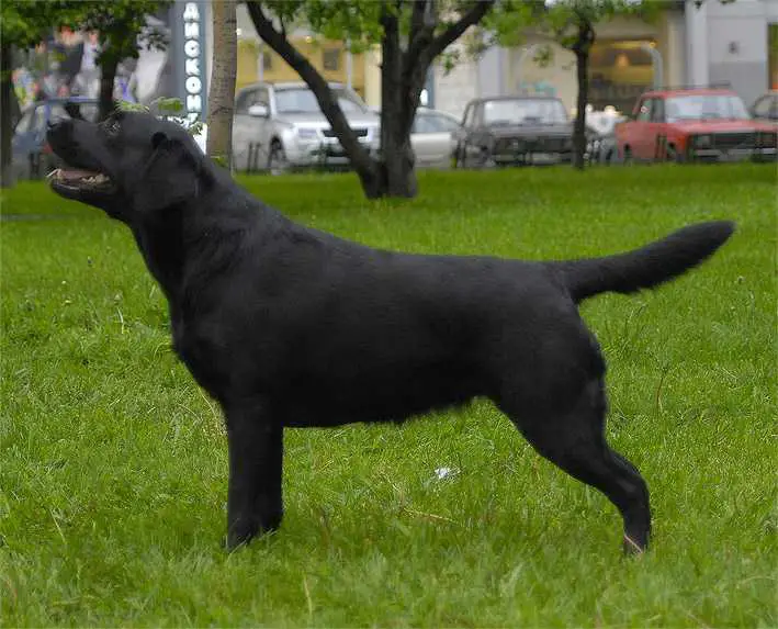 CH GRAND, CH RUS, BELAR Make a Wish at Vey Talie