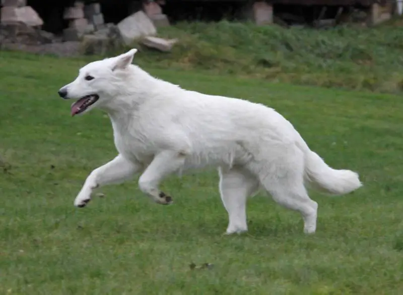 RLD N, Swedish Bloodtracking Champion Erövrarens Coal Miners Daughter