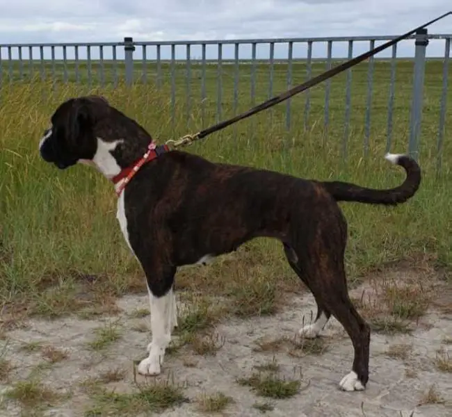 Benelux CH enelux Y CH 3x Benelux winner 1x Benelux Y Winner Julia Della Casa Dell'Acquario