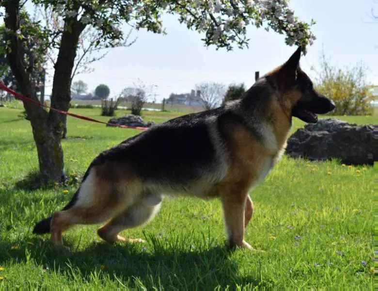 Nicklaus' Georgio