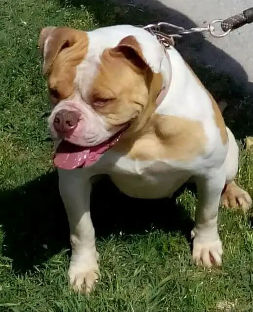 Cerberus Bulls Area
