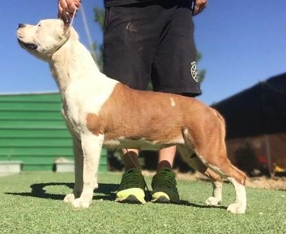 Thunder Bully Enter The Game