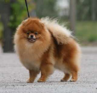 C.I.B. IT CH NORD UCH NORD V-11 SE V-11 SE V-12 Callevys Without A Trace