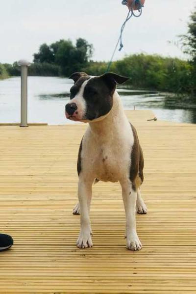 JCH ,BALKAN JCH,CH Blue Wave on the Arc de Triomphe