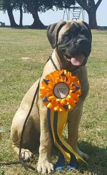 I BRAVI RAGAZZI TOPAZE