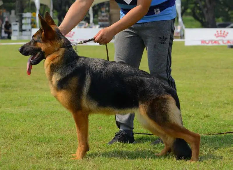 Diva van't Groot-Fehn