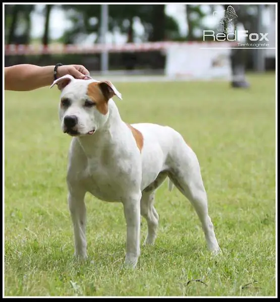 Chicci Micky of True Eyes