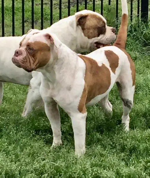 Banks Bulldogs Queen Rose