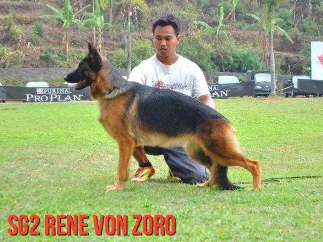 Rene von Zoro
