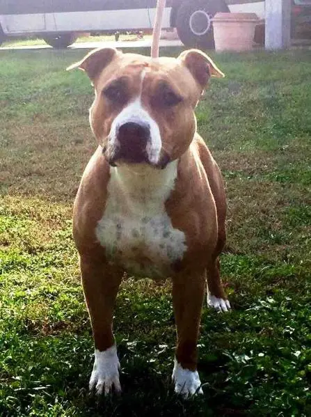 De Paco XZ Sindelar Belle Bolt