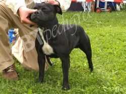 Ch Pl Denpower Romeo