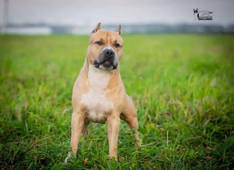 JCh.Rus Tcenniy Prize Jasmin