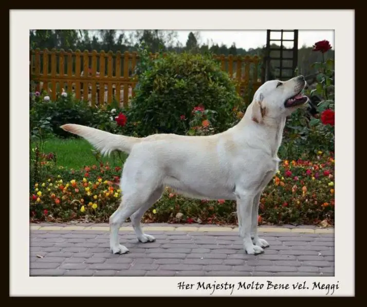 PL CH. Her Majesty Molto Bene