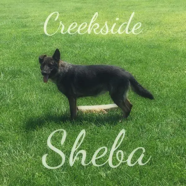 Creekside Sheba