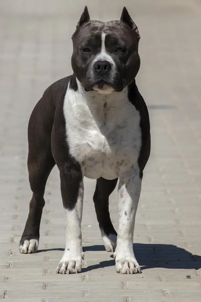 MKSZ HJCH, SRBCH, SRBGRCH, MKSZ HCH Deep Blue Danny of Overdose