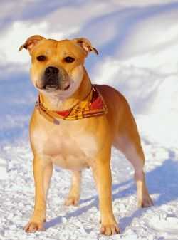 Imperia Skorpiona Gutiere