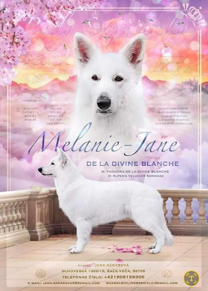 GrCh SK, Ch Sk, Club Ch, Club Winner Melanie-Jane De La Divine Blanche