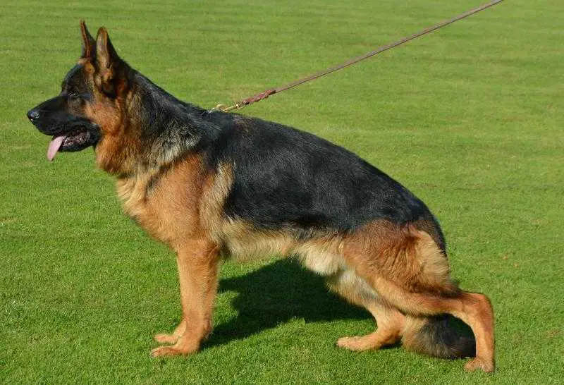 V1, CAC, CACIB, BOB Terrino Dlhá Roveň