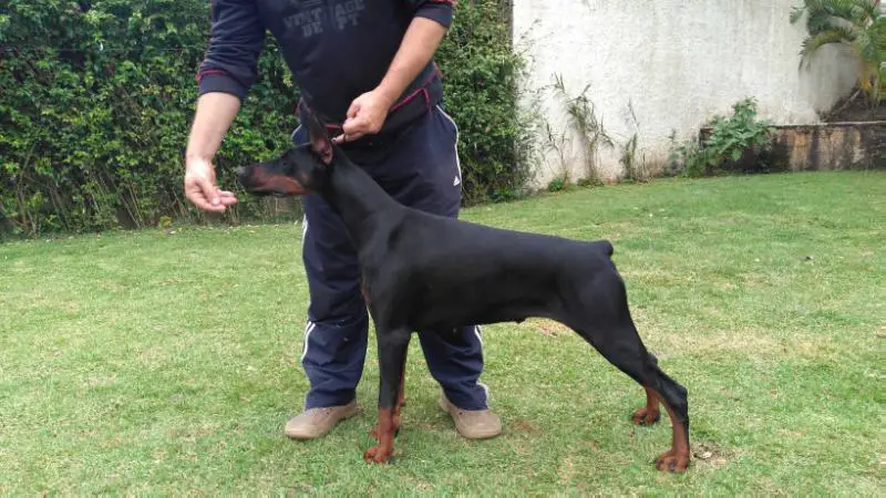 BRAZILIAN YOUNG CHAMPION, BR CHAMPION Belen Di Prisconte