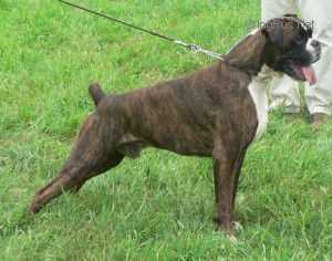 GEREMIA DI GENIUS ERIS