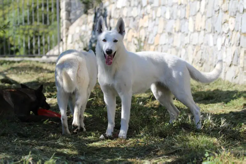 Born to Win Warrior Sparta