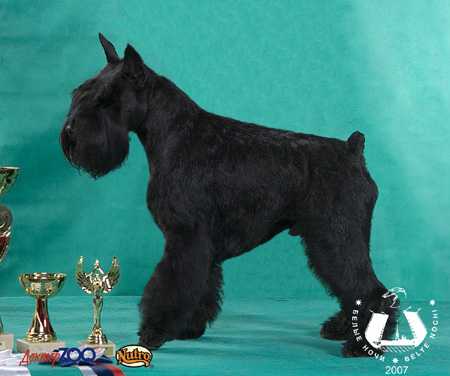 J WW `06, WW '09, INT CH, Club Winner, MULTI CH, BY CH, EST Panomaks Indian Summer Boy