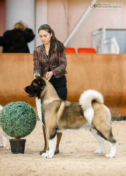 MULTI CH Indevor Stranger In The Night