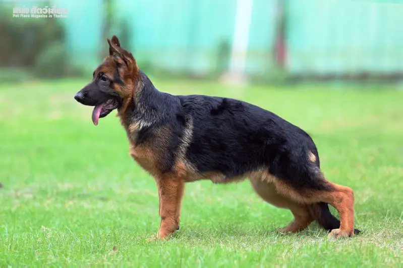 Error vom Branch Mark