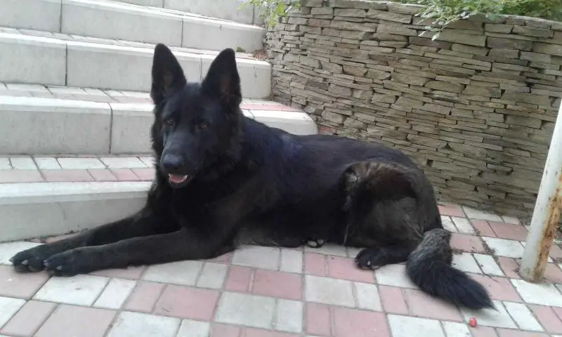 DON KAYROS JESSY