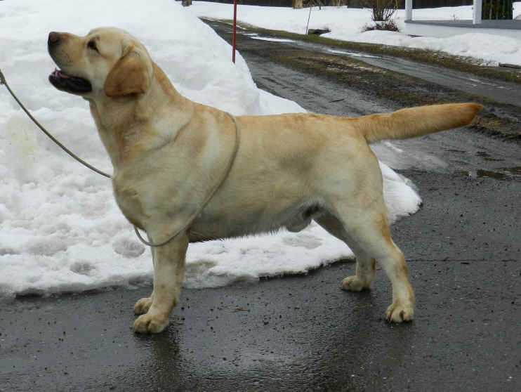 Can. Ch. Chablais Cyril