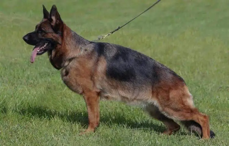 SG VA(CHI) Lara von Haus Ruggiero