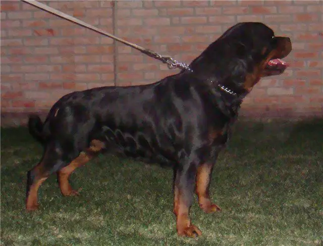 Rotti's Allyans Yando